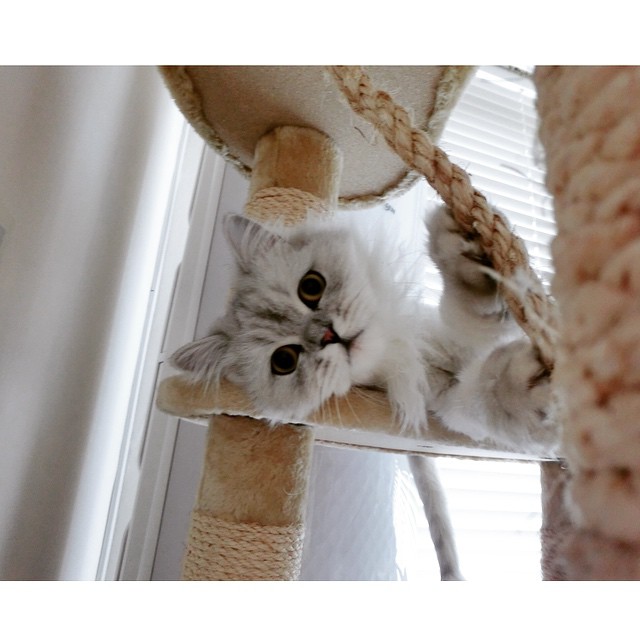 강지영네 고양이 인스타계정 팔로한 구하라 | 인스티즈