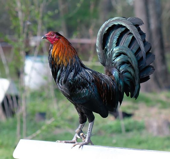 Gallos Finos Gallos Warhorse O Caballo De Guerra.