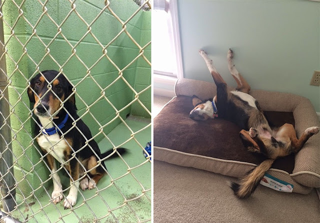 Fotos de mascotas un día antes y después de ser adoptadas