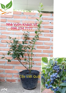 Thú nuôi, cây cảnh: Giá trị to lớn từ trái Việt Quất. Viet-quat