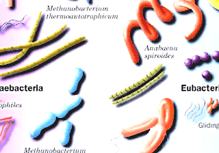 Archaea - Domain Of Archaebacteria