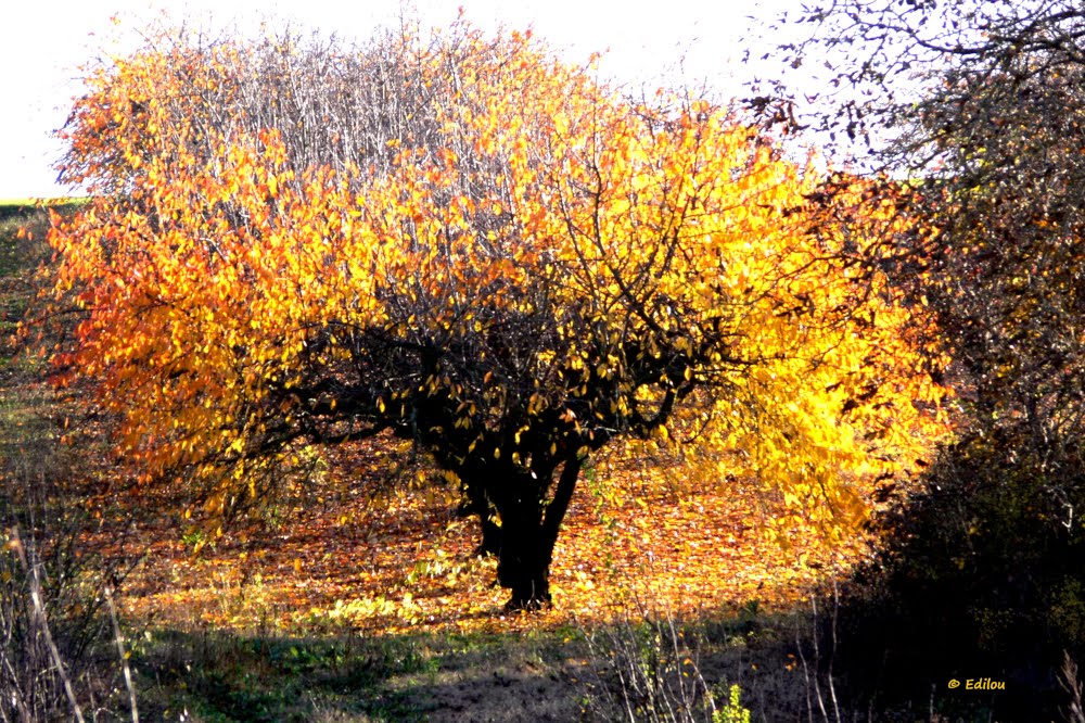 Incendie d'automne, autumn fire, ОСЕННИЙ ПОЖАР