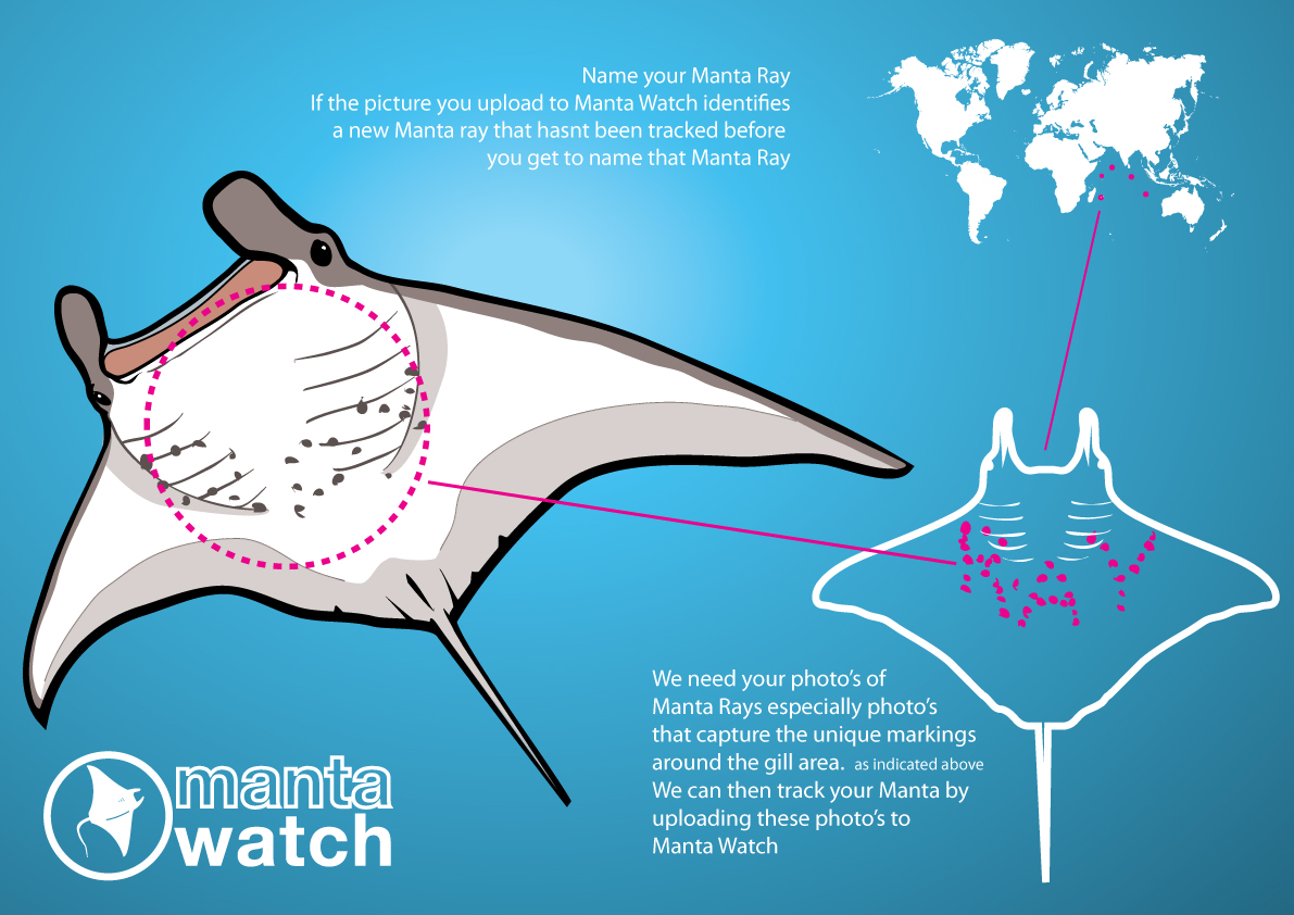 Gorillagraphics Manta Watch