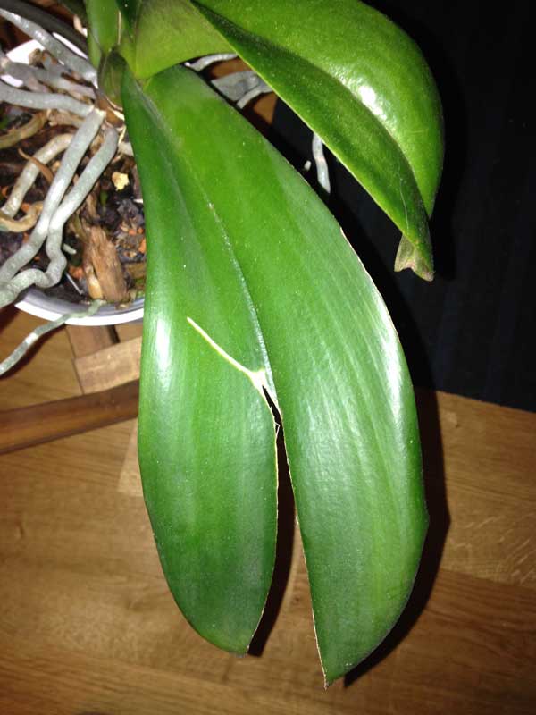 Orchidées au fil du temps Phalaenopsis feuille fendue