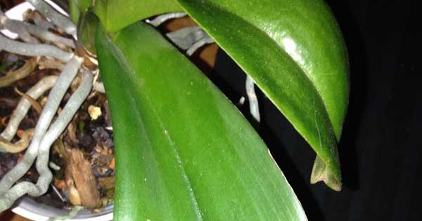 Orchidées au fil du temps Phalaenopsis feuille fendue