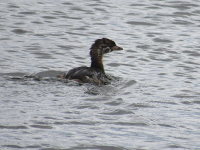 Tule Lake National Wildlife Refuge