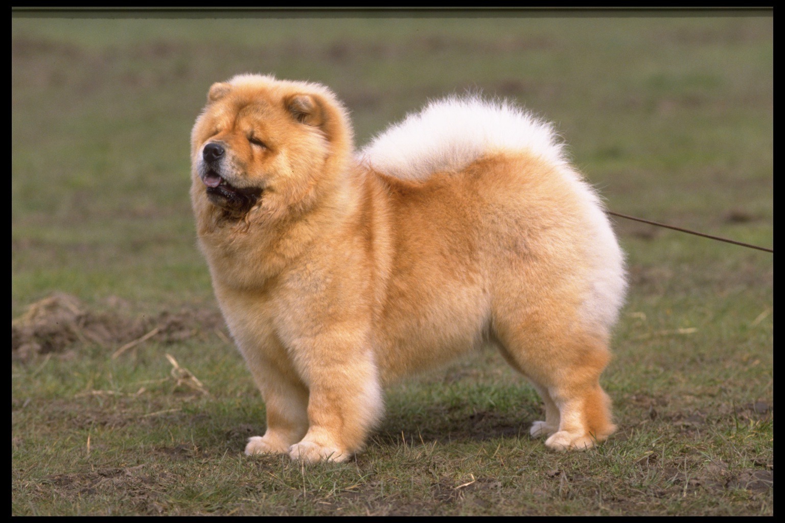 Chow Chow Beautiful Puppy Interesting Facts Animals Lover
