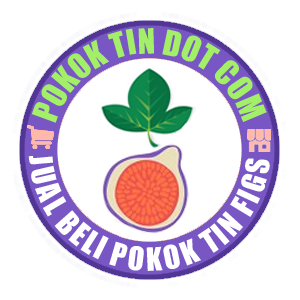 Jual Beli Pokok Buah Tin