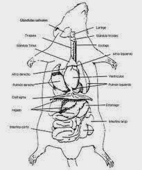 Hamstercitos :3: La Anatomía del Hamster: Sexo y Características