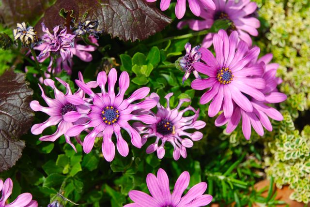 Osteospermum 'Whirligig' (purple form) was in many of the containers, along with variegated thyme and dark-leaved lettuce. Osteospermum 'Whirligig' (purple form) was in many of the containers, along with variegated thyme and dark-leaved lettuce.