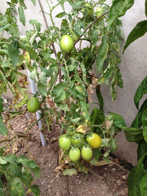 A bunch of green tomatoes on a vine. 