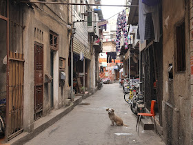 dog sitting on Gudesi Road (古德寺路) in Wuhan