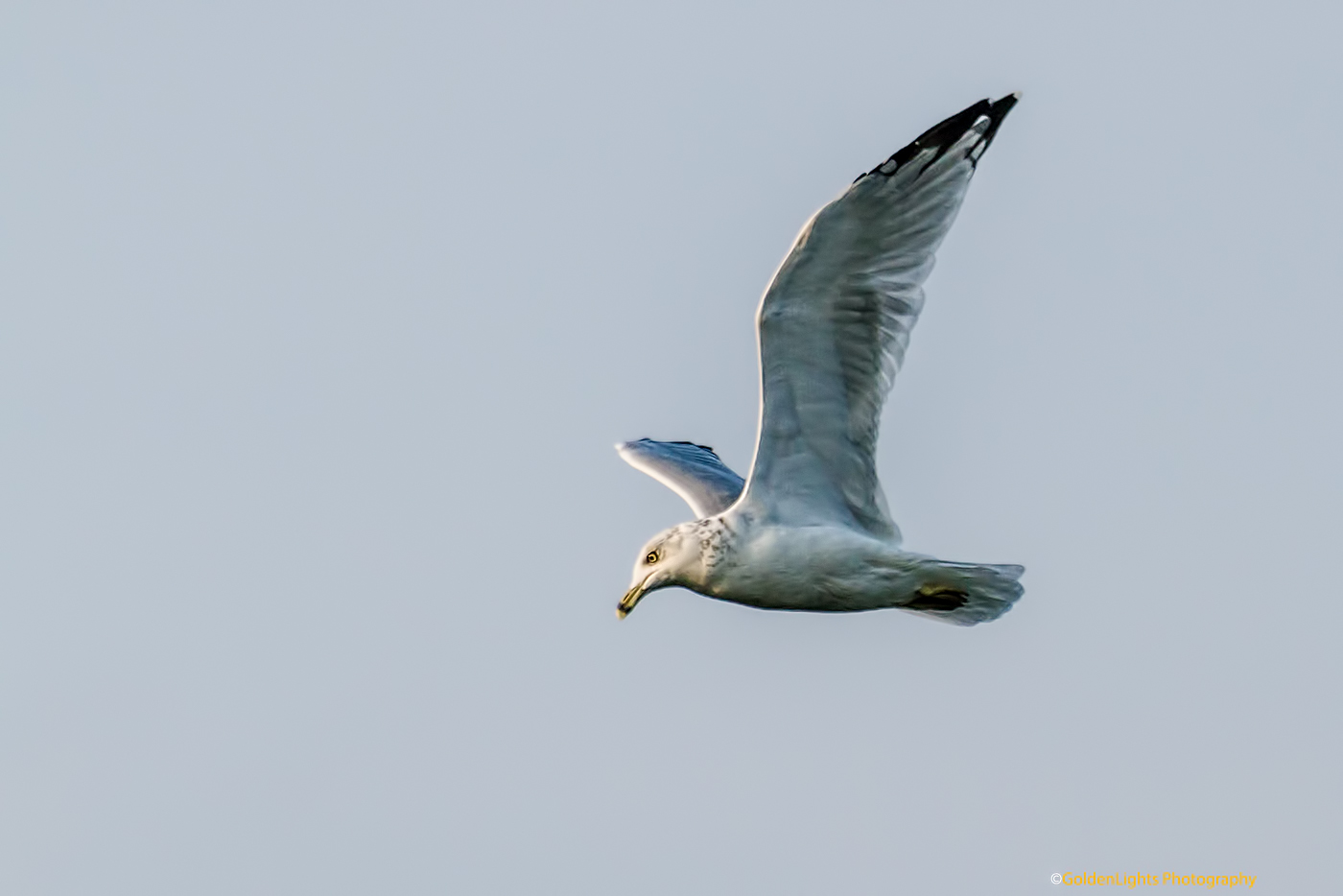 See What I See: The flying seagull and great egret 飞翔的海鸥和大白鹭