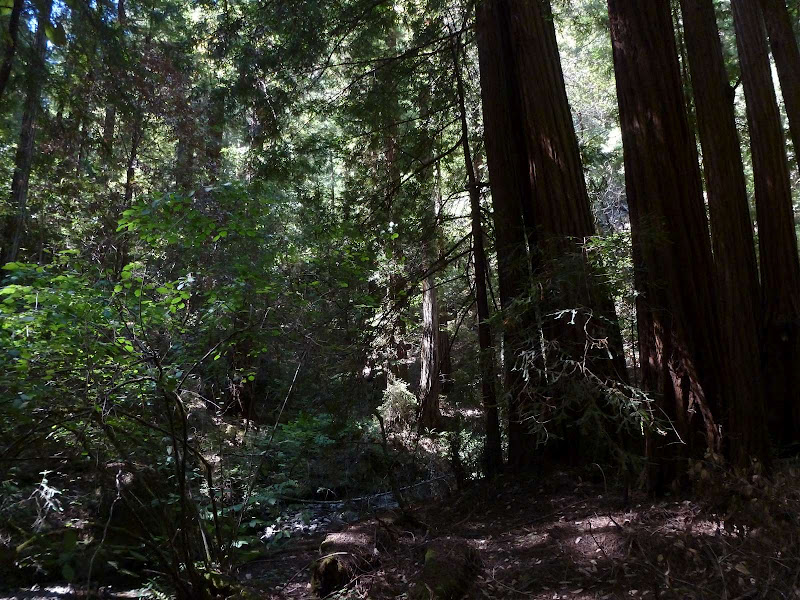 11: Muir Woods - Golden Gate - Driving me ... USA (5)