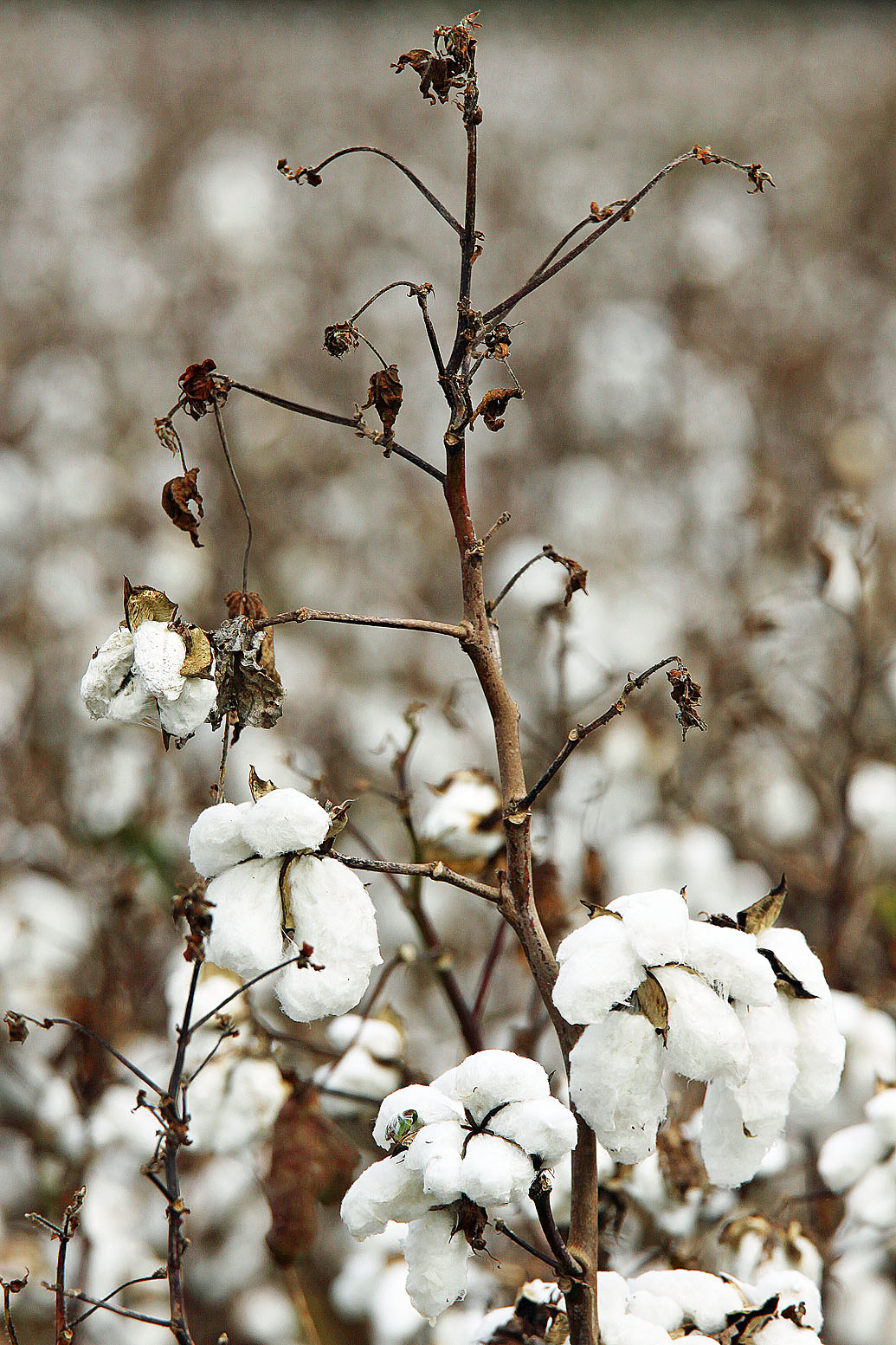 Southern Lagniappe: A Cotton Patch Adventure