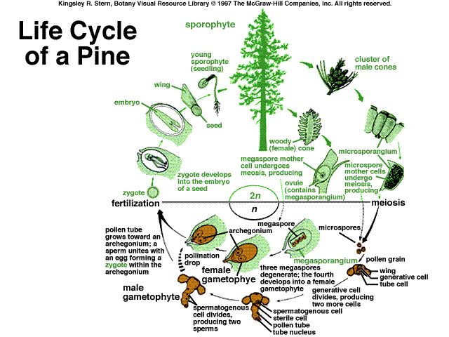 MedullaOblongata: October 2011