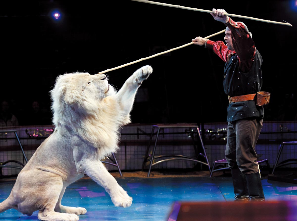 The Toothbrush Memoir The Circus, Okinawa World and Cherry Blossoms