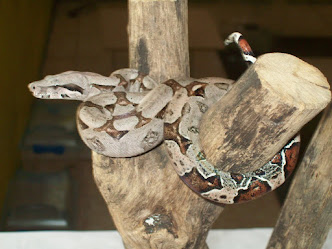 Boa constrictor (Tragavenados)