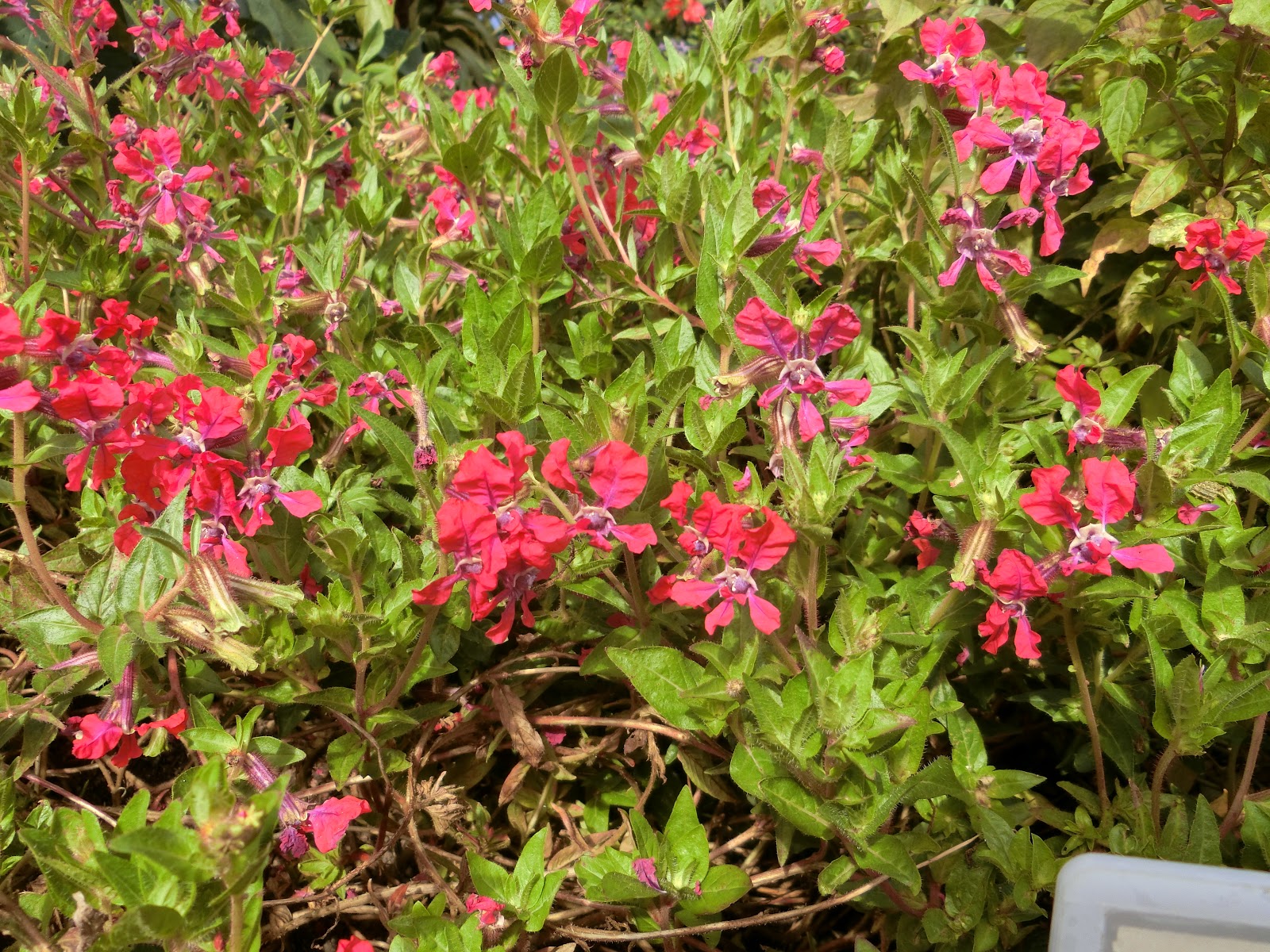 60歳で無職の優雅な日々: クフェア・ラベア・スリラッチャ・ローズ Cuphea llavea cv. ‘Sriracha Rose’