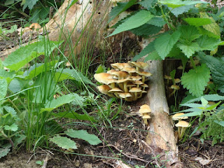 Hypholoma fasciculare DSC66691