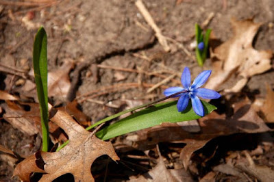 single Scilla bloom single Scilla bloom