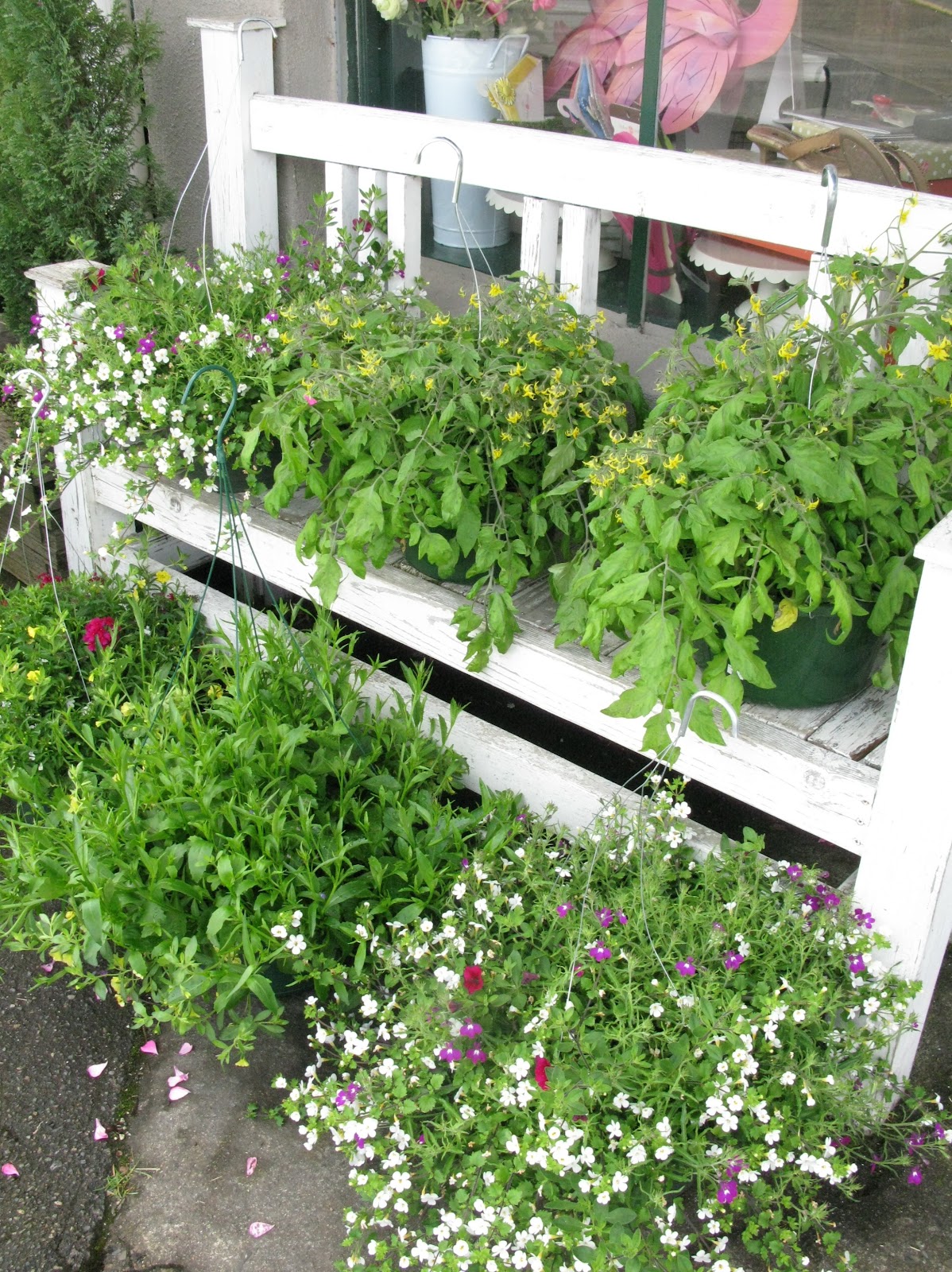 Feed Hanging Baskets at Jill Massaro blog