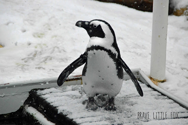 Pinguine Erlebnis-Zoo hannover