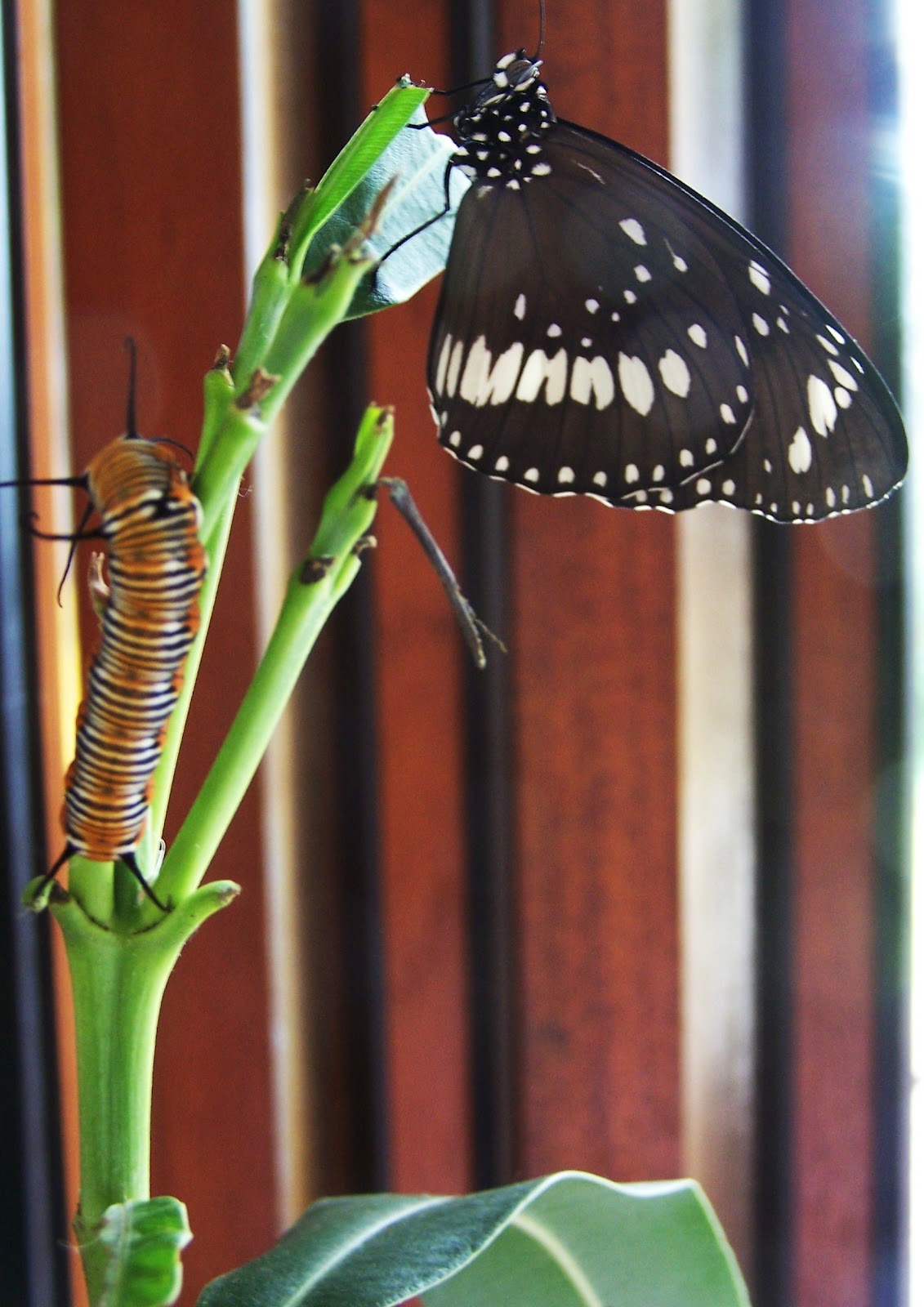 Beautiful Life: Butterfly Life Cycle