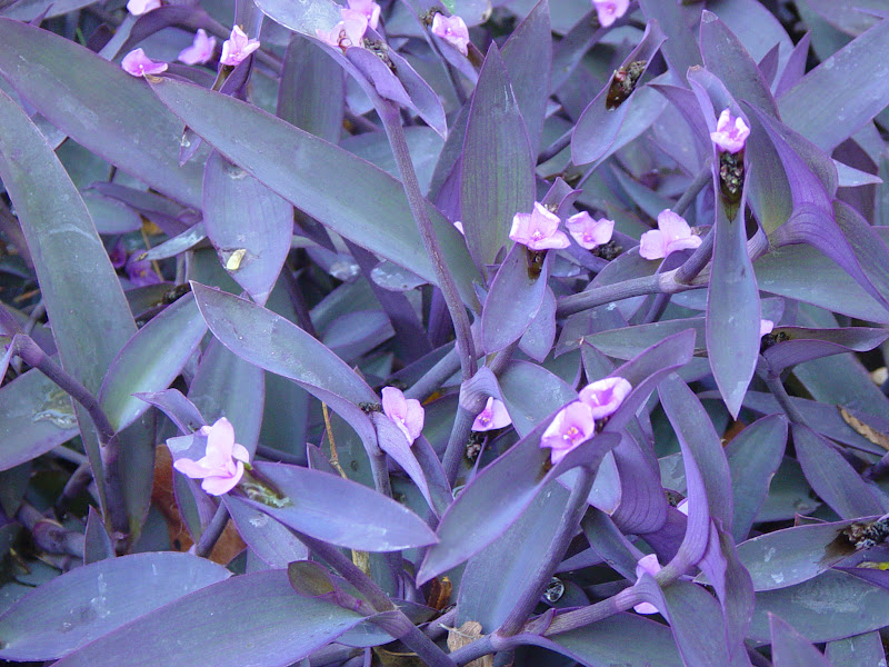 Garden Ally Variegated Purple Heart