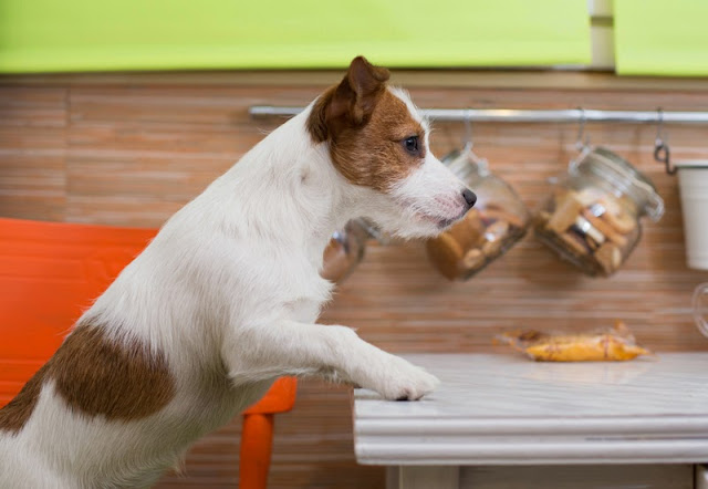 A JRT counter-surfing in the kitchen