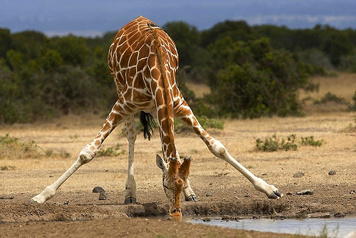 Jokers Wild Liquid Giraffe Jokers Wild Liquid Giraffe