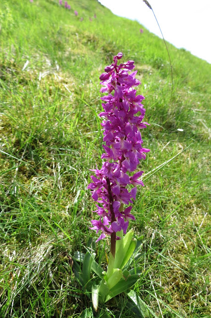 A close up of the an early purple orchid in bloom.