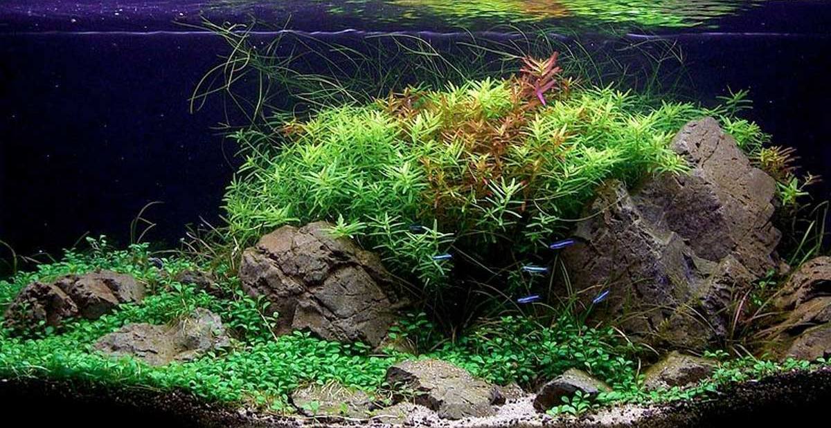 Fish and Aquarium blog Guide to Aquarium Plants