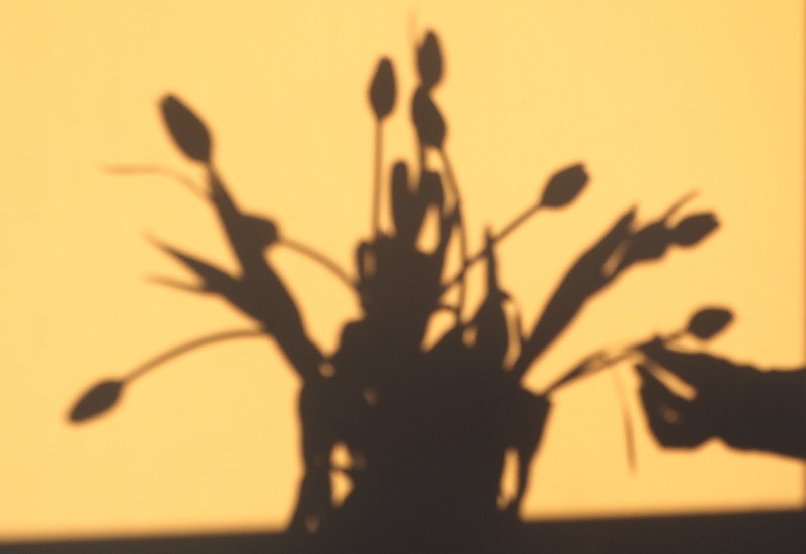 Tulip shadow in the kitchen