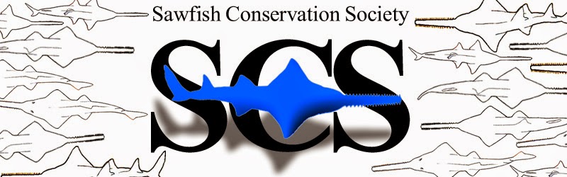 Sawfish Conservation Society