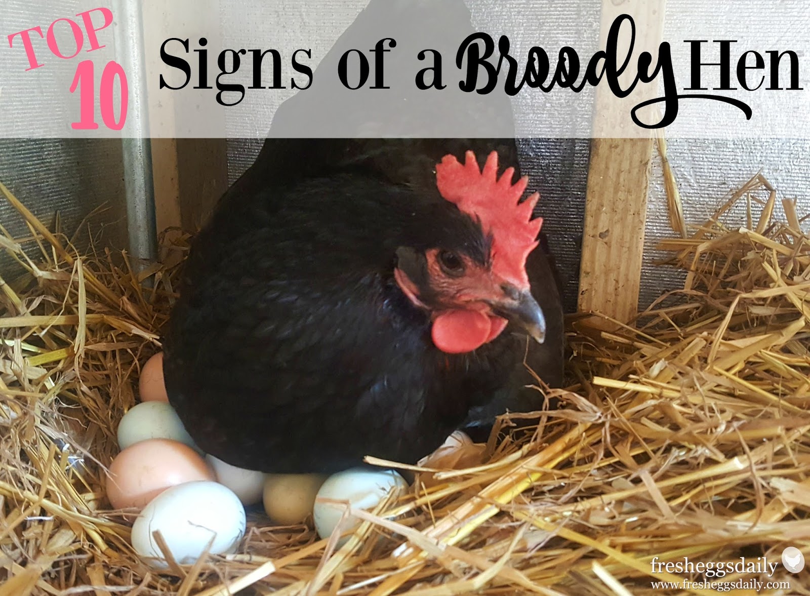 II. Signs of Broodiness in Hens