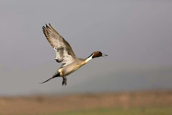 birds flying sky walls allfreshwallpaper