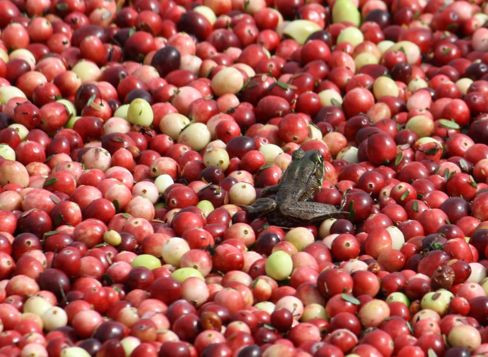 Morning Dew Fotos Cranberry Harvest
