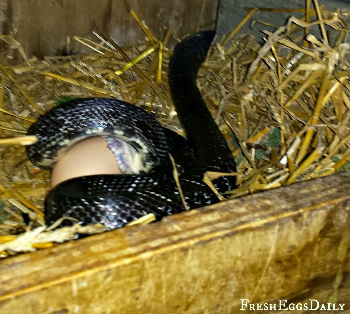 9 Tips to Keep Snakes out of your Chicken Coop Fresh Eggs Daily® with