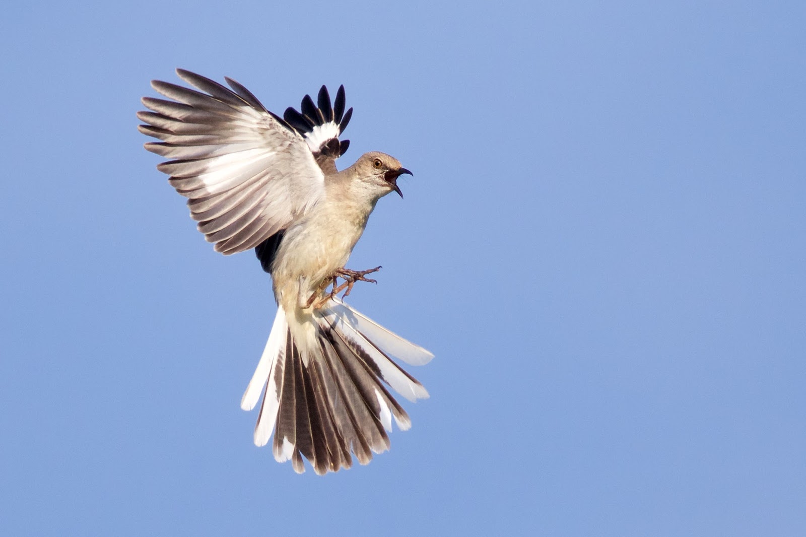 christian birds DriverLayer Search Engine