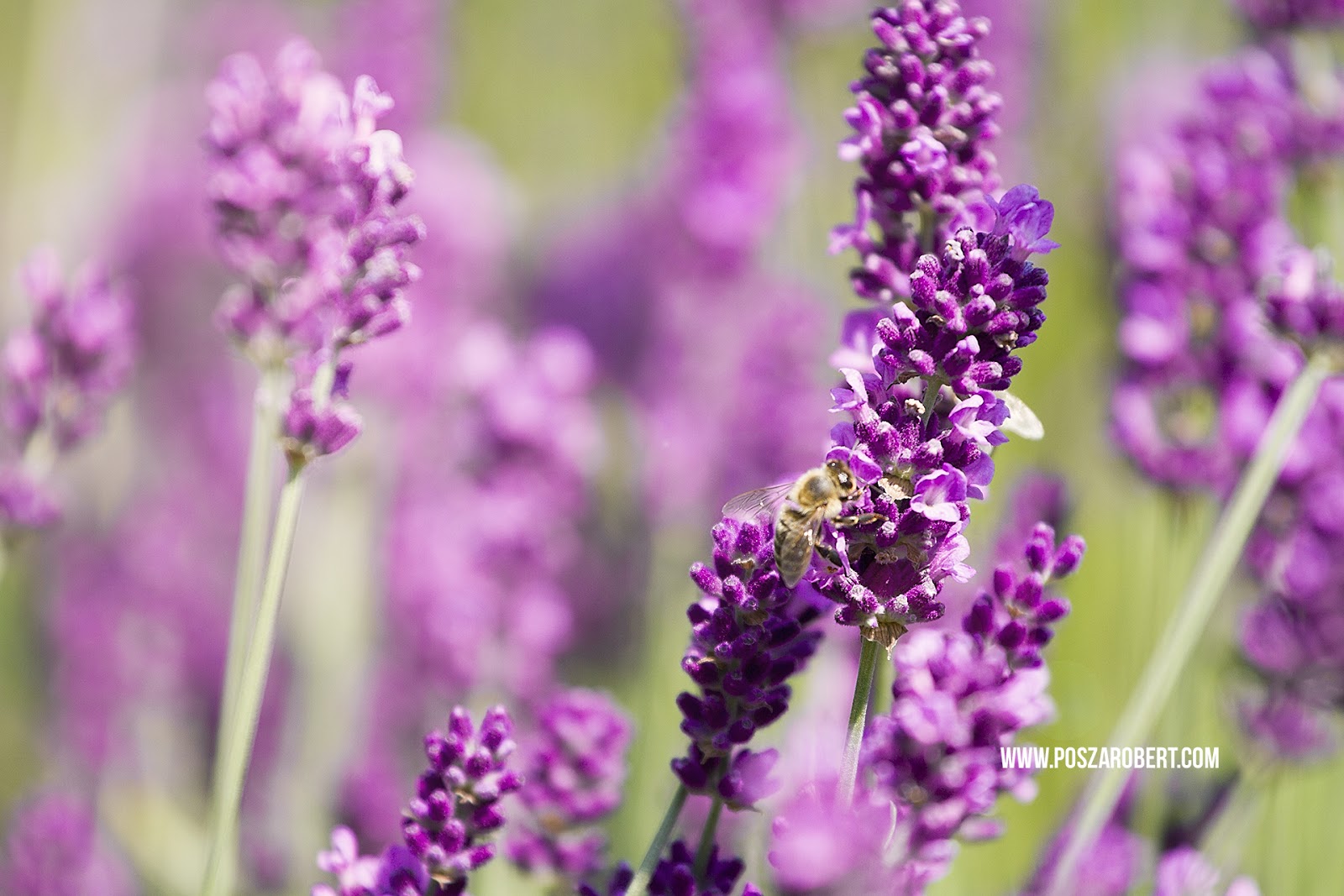 Letölthető levendulás háttérképek | Posza Róbert fotónapló