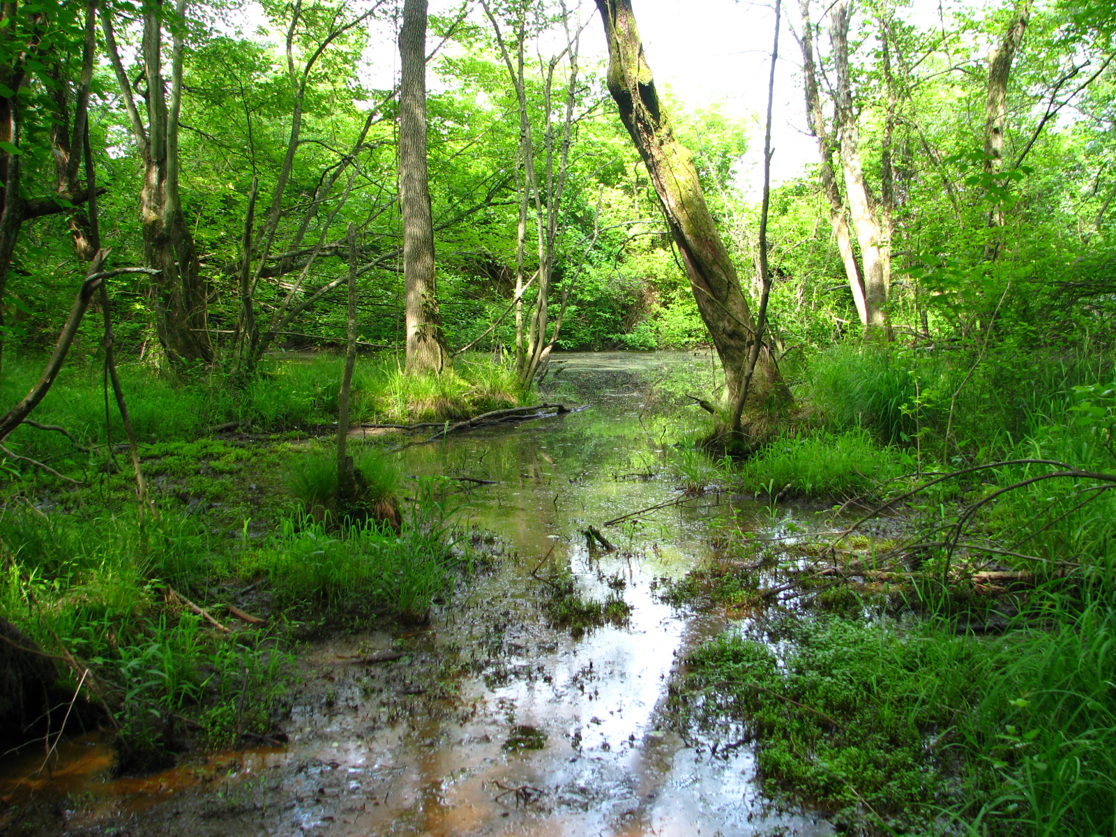 hidden-springs-bog-days-i