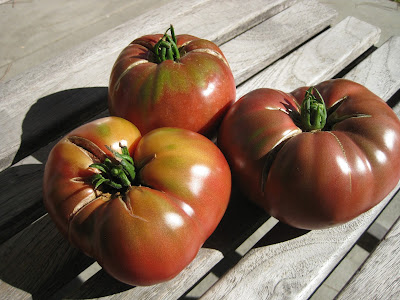 three beefsteak tomatoes in sunlight