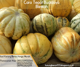 cara tepat budidaya blewah komputer cara tepat budidaya blewah komputer