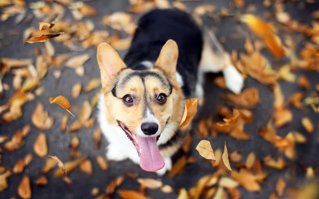 Foto van een hond en herfstbladeren