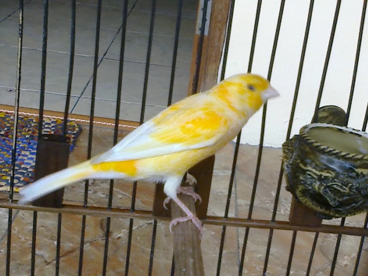 Artikel Burung Ciri Ciri Yang Membedakan Antara Kenari Af Dengan