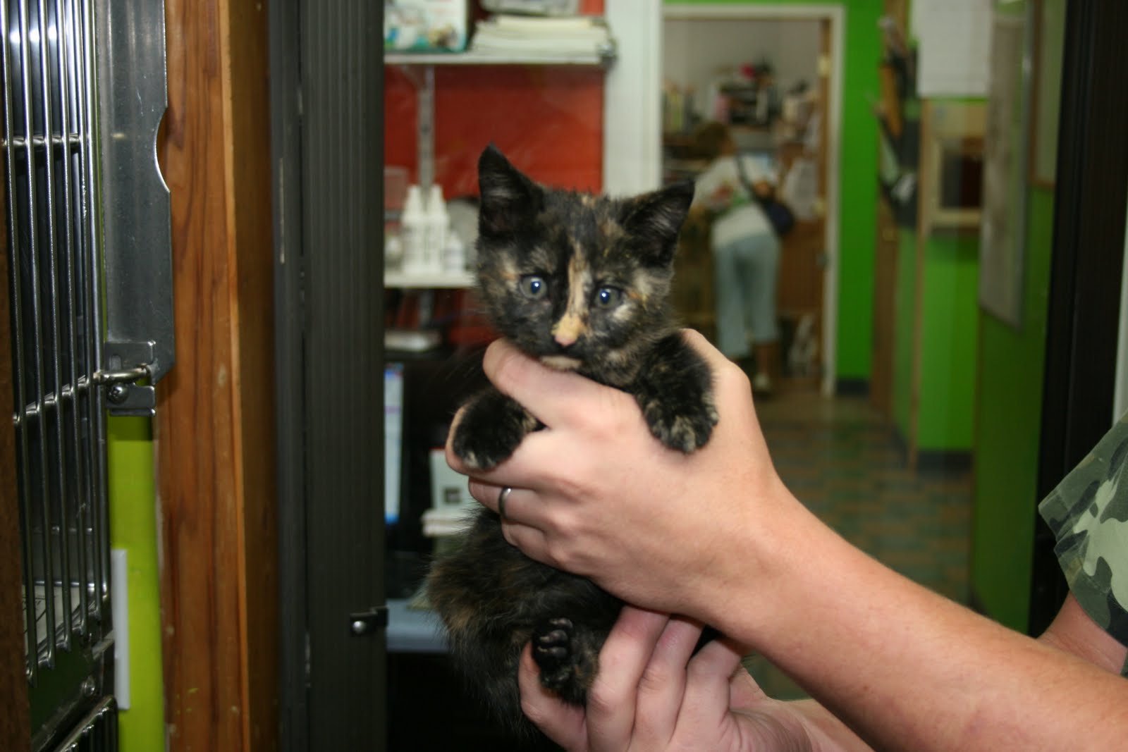 Animal Hospital of Walnut Cove Help! I need a home