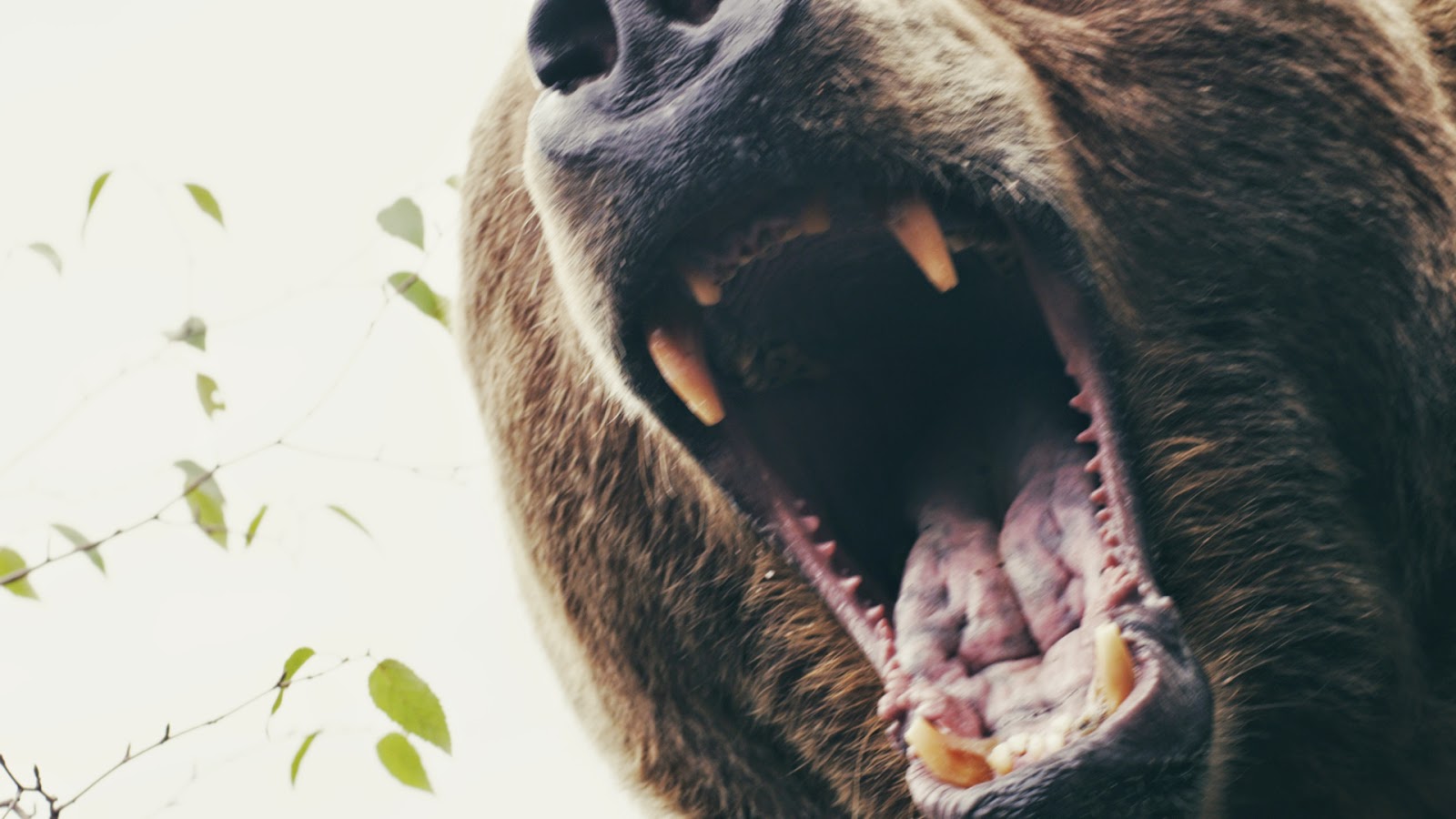Todd Cobery Blog: "IN AN INSTANT: Grizzly Attack" Premieres this Week