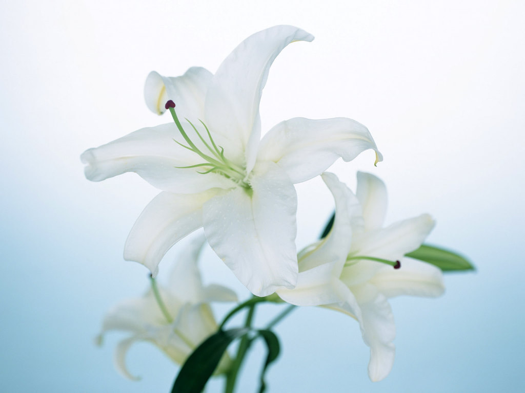 Bollywood Cellebrity: Lily flower wallpaper|Free download Lily flower