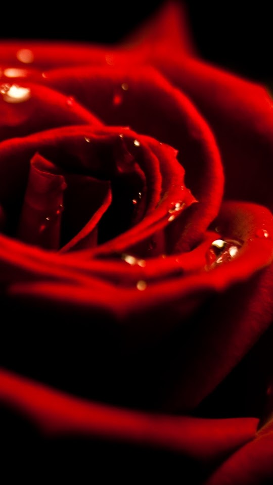 Red Rose Macro Dew Drops Valentines Gift  Galaxy Note HD Wallpaper